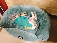 -奶牛家宠物酒店(嘉宏云顶店)