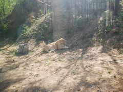 -石家庄市动物园