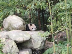 -成都大熊猫繁育研究基地