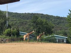 -大连森林动物园