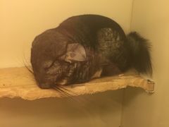 -龙猫仔乐园(惠福东路店)