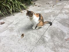 -巴金故居
