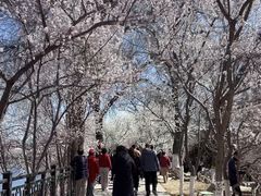 -桃花堤公园