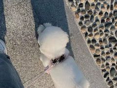 -安安宠医·普外科·内科·心超(佛山同济分院)
