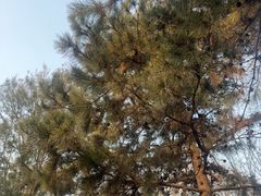 -秦始皇帝陵博物院-丽山园