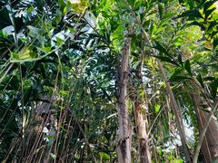 -国家植物园南园