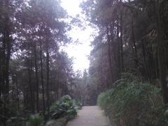 -铁山坪森林公园