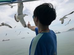 -长岛万鸟岛