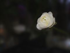 -亭亭鲜花店(中山北路店)
