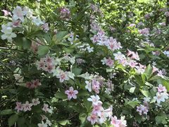 -黑龙江省森林植物园