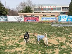 -趣玩宠物乐园寄养训犬训狗游泳池