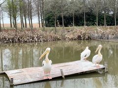 -宁波杭州湾国家湿地公园