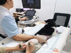 -派美特宠物医院·核磁CT·骨科肿瘤·疑难转诊(沈农禾丰店)