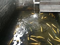 -Local泰莲庭(虹鳟鱼店)