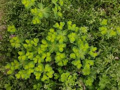-南汇桃花村