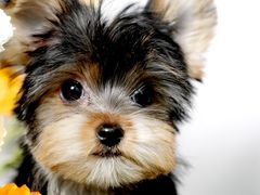 -翊宠yipet猫狗购宠庄园犬舍•猫舍