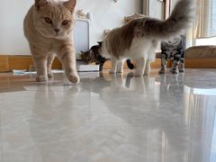 -Catmate·猫肥家润(金润铂宫店)
