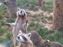 -石家庄市动物园