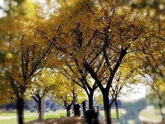 -上海共青森林公园