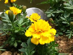 -合肥滨湖国家森林公园