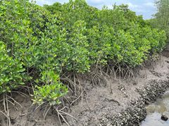 -东寨港红树林旅游区