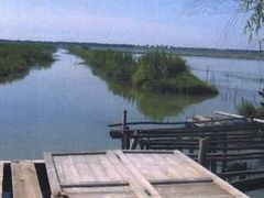-大湾区中央湿地公园
