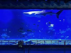 -烟台海昌鲸鲨海洋公园