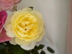 -星巴克(来福士2F店)