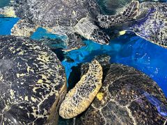 -烟台海昌鲸鲨海洋公园