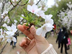 -武汉大学-樱园