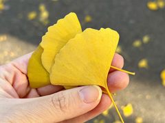 -三里屯东五街银杏大道