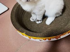 -屋虎猫馆(宝安大仟里店)