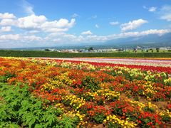 -富田农场