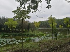 -东郊湿地公园