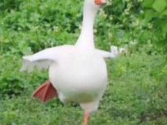 -辛蒲洞韩餐烤肉