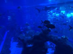 -成都浩海立方海洋公园