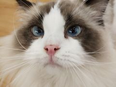-猫冇咖·家门口的撸猫馆(大融城店)