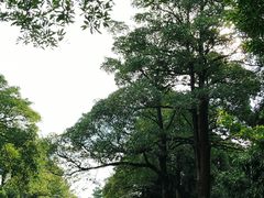 -东莞植物园