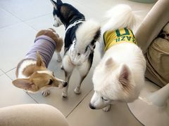 -怪兽屋·羊驼·猫咖·狗咖(俊华广场店)