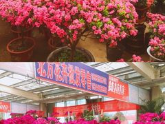 -李村大集