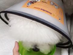 -瑞派·关忠动物医院·异宠专科·犬猫肿瘤·皮肤专科(望京店)