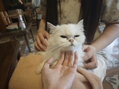 -猫猫幼稚园·撸猫·桌游·电玩