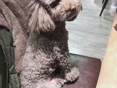 -百好乐宠物友好餐厅(朝外大街店)