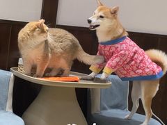 -逗柴咖啡屋·狗咖猫咖宠物桌游