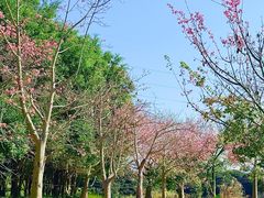 -风云岭森林公园