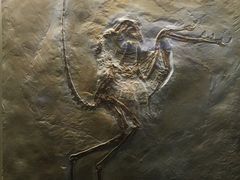 -辽宁古生物博物馆