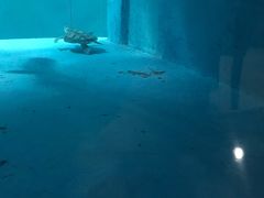 -苏州海洋馆