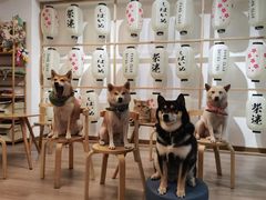 -柴迷FANS CLUB·柴犬狗咖·猫咖
