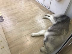 -李小姐の猫咖啡馆(五角场店)