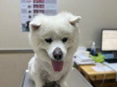 -爱妮康宠物医院·干细胞免疫细胞·肿瘤·心脏(张江店)